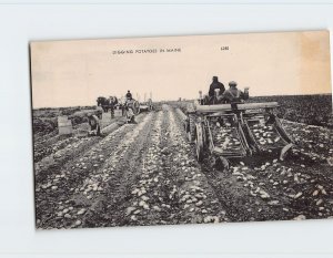 Postcard Digging Potatoes In Maine