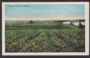 Pineapple Plantation,FL Postcard