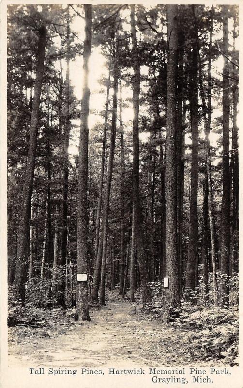 Grayling Michigan~Hartwick Memorial Pine Park-Tall Spiring Pines by Trail~RPPC