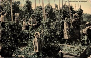 Postcard People Children Hop Picking in Washington