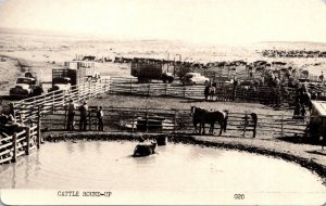 Texas Cattle Round Up Real Photo