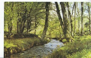 Isle of Man Postcard - Molly Quirk's Glen      XX125