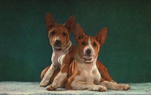 Vintage Postcard African Basenji Breed Doesn't Bark Ancient Egypt Descendants