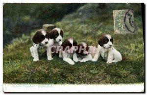 Postcard Old Dogs Dog Spaniel Puppies Expectation