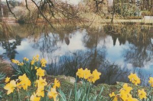 The River at University of Essex Vintage Postcard