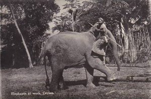 Ceylon Sri Lanka Tame Elephant At Work Real Photo
