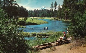 Metolius River Mount Jefferson In The Background Oregon OR Vintage Postcard