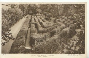 Middlesex Postcard - Hampton Court Palace - The Maze - TZ11378