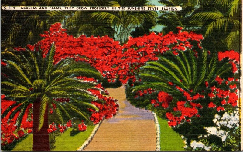 Colorful Azaleas Tropical Palm Trees Grow Profusely Sunshine State Postcard Note 