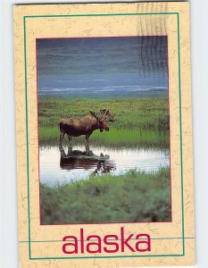 Postcard Alaskan Bull Moose, Alaska