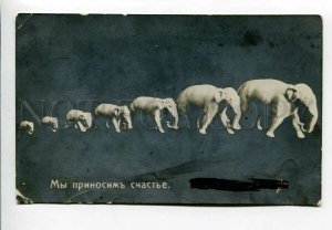 3157788 Happy ELEPHANT Vintage TCENTER Photo PC