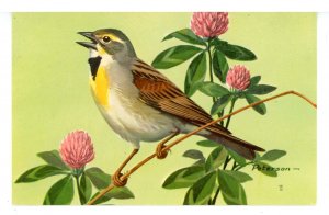 Birds - Dickcissel