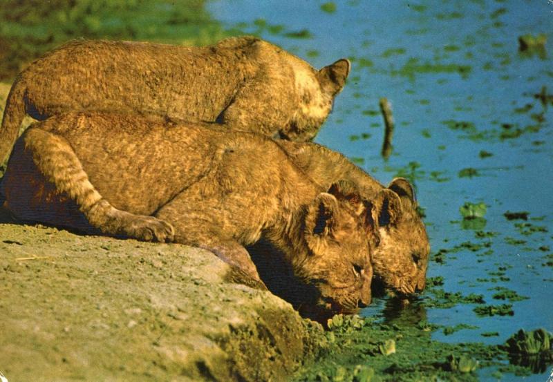 Africa - Lionesses