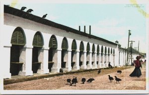 Central Market and the Buzzards Charleston South Carolina Vintage Postcard C076