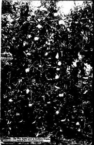 Postcard FARM SCENE State of Oregon OR AK7924