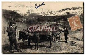 Old Postcard Auvergne A team of the country Cows