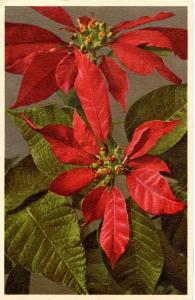 Flowers -    Poinsettia                           (Thor & Gyger #1648)