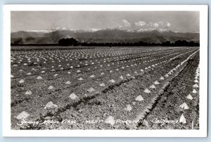 Porterville California CA Postcard RPPC Photo Young Melon Vines Farming 1966
