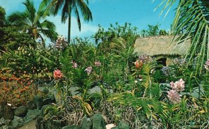 Vintage Postcard Hawaiian Orchid Garden Largest In The Hawaiian Chain Orchid