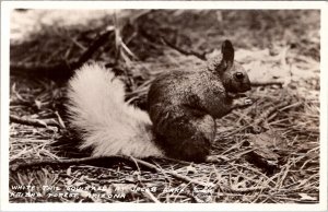 White Tail Squirrel at Jacob Lake Kaibab Forest Arizona RPPC Postcard Z26