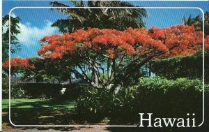 Hawaii Postcard - The Flame Tree Brilliant Blossoms of The Royal Poinciana A6628