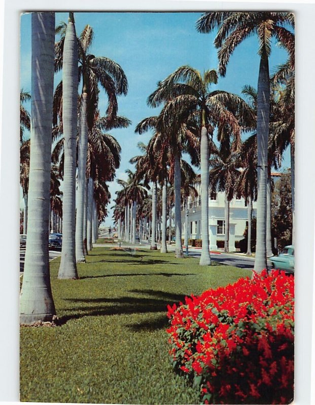 Postcard Avenue of magnificent Royal Palms, Southern Florida