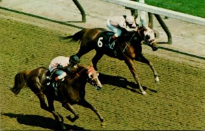 West Virginia Charles Town Race Track Horse Racing Into The Stretch