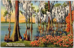 Cypress Trees and Knees in Florida Cypress Gardens