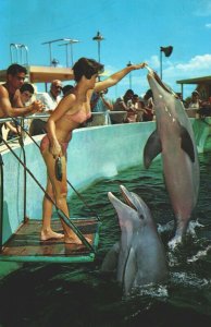 USA Performing Porpoises Miami Seaquarium Dolphins Florida Chrome Postcard 08.94