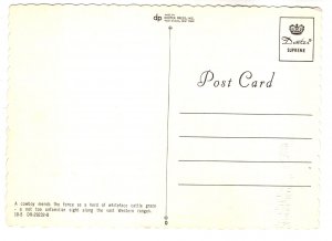 Cowboy, Whiteface Cattle on Range, Cows, Cowboy with Horse