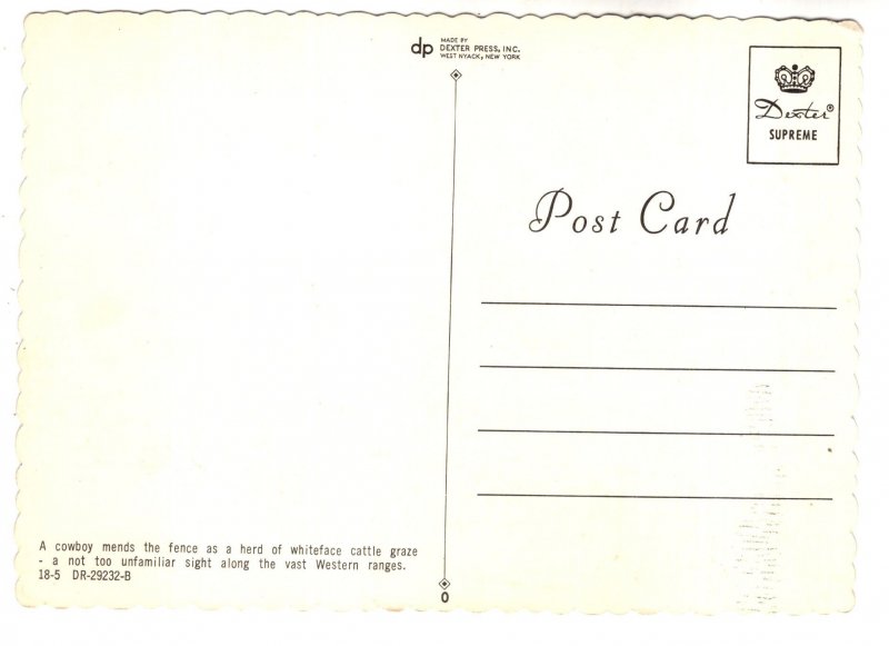 Cowboy, Whiteface Cattle on Range, Cows, Cowboy with Horse