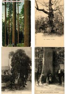 TREES MOSTLY FRANCE 50 CPA  Pre-1940 (L3417)