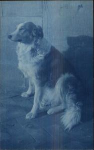 Beautiful Collie Dog c1910 Real Photo Postcard +++ Photography EXC COND