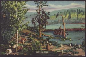 Beaver Pond,Diorama,State Museum,Denver,CO Postcard