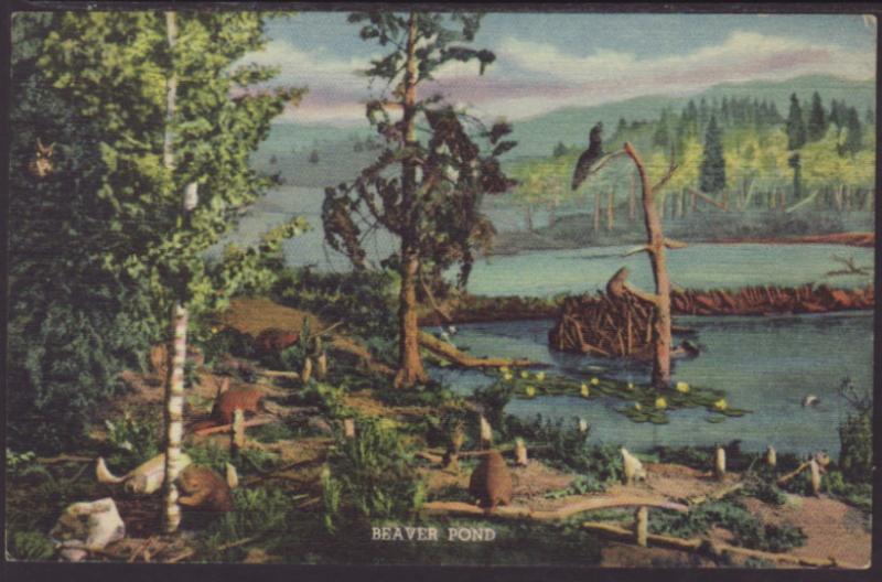 Beaver Pond,Diorama,State Museum,Denver,CO Postcard
