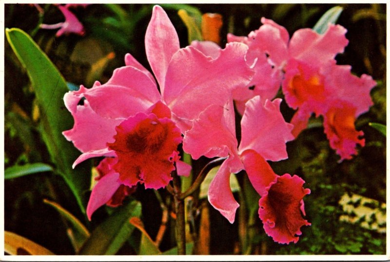 Hawaii Beautiful Orchid 1992