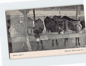 Postcard Before, And- Mules on a Stable Delaware Water Gap Pennsylvania USA