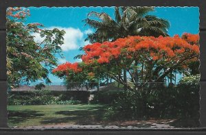 Hawaii - Royal Poinciana - [HI-055]