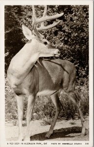 Red Deer in Algonquin Park Ontario Annabelle Studio c1952 RPPC Postcard F33