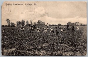 Cullman Alabama 1910 Postcard Picking Strawberries