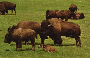 Vintage Postcard 1970's Buffaloes Custer State Park Black Hills South Dakota SD