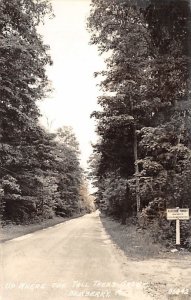 Tall Tree Real Photo - Newberry, Michigan MI