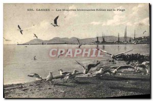 Postcard Old Faithful Cannes Wintering Gulls on the Beach