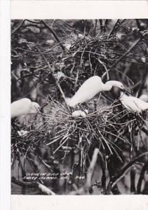 Louisiana Avery Island Scene In Bird City 1960 Real Photo