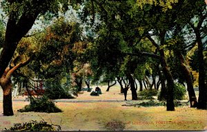 Virginia Fortress Monroe Avenue Of Live Oaks 1908