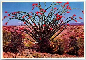 Postcard - Spring Brings Out Ocotillo Blooms