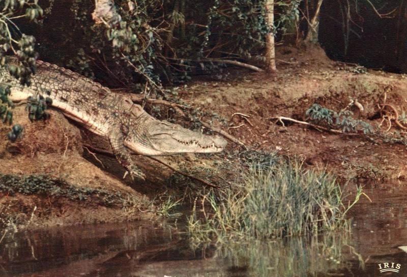 Crocodile in Mexico
