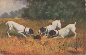 Postcard Hound Dogs Barking at Porcupine 1906