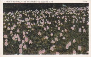 Florida A Field Of Water Hyacinths In The Sunshine State