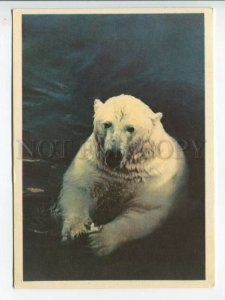 463656 USSR 1965 year Leningrad Zoo polar bear postcard